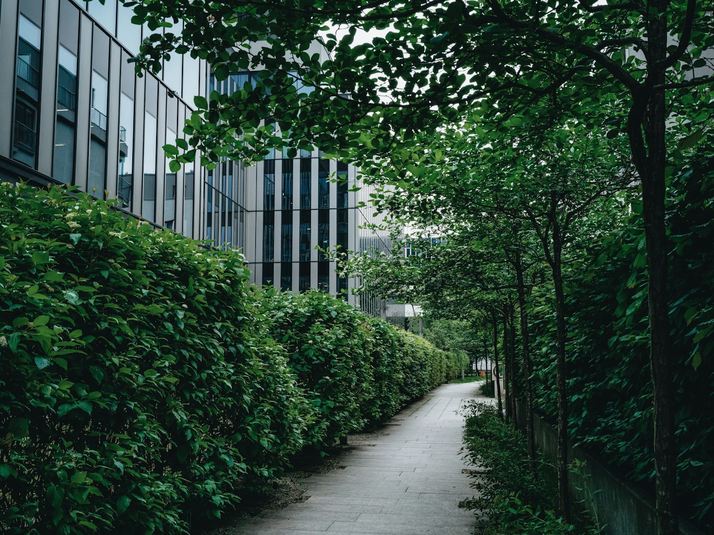 Un camino pavimentado conduce a edificios de oficinas modernos a través de setos ajardinados.